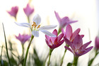 花丛小花韭兰与葱兰花