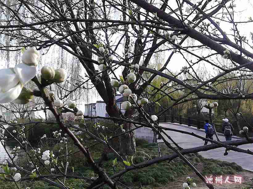 暮色的花丛中!二