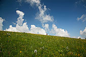 花丛草丛鲜花小花花朵山坡蓝天白云草原牧场放牧旅