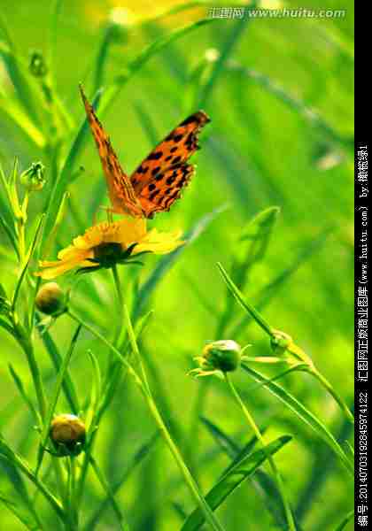 花丛中的蝴蝶|花卉|植物花草