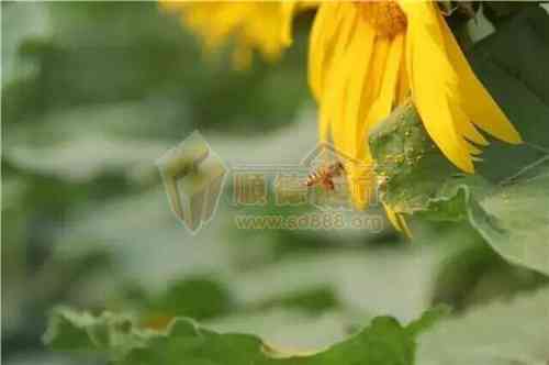 花丛中的蜜蜂也已经嗅到了向日葵的芳香