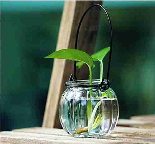 diy各种水培植物|原来这么简单?