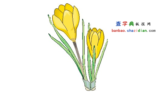 简洁的花型植物手抄报插图