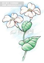 画植物图片简单