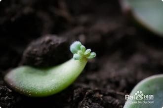 多肉植物叶插繁殖的超简单教程