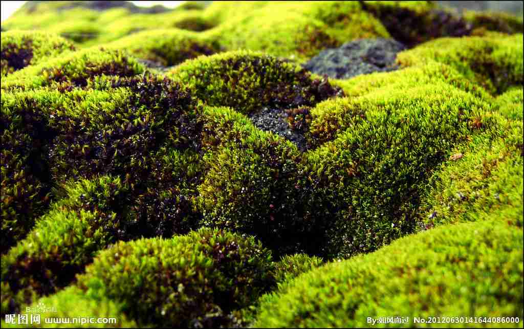 植物体的内部构造简单