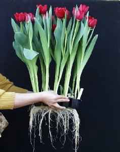 简单聊聊水养植物技术