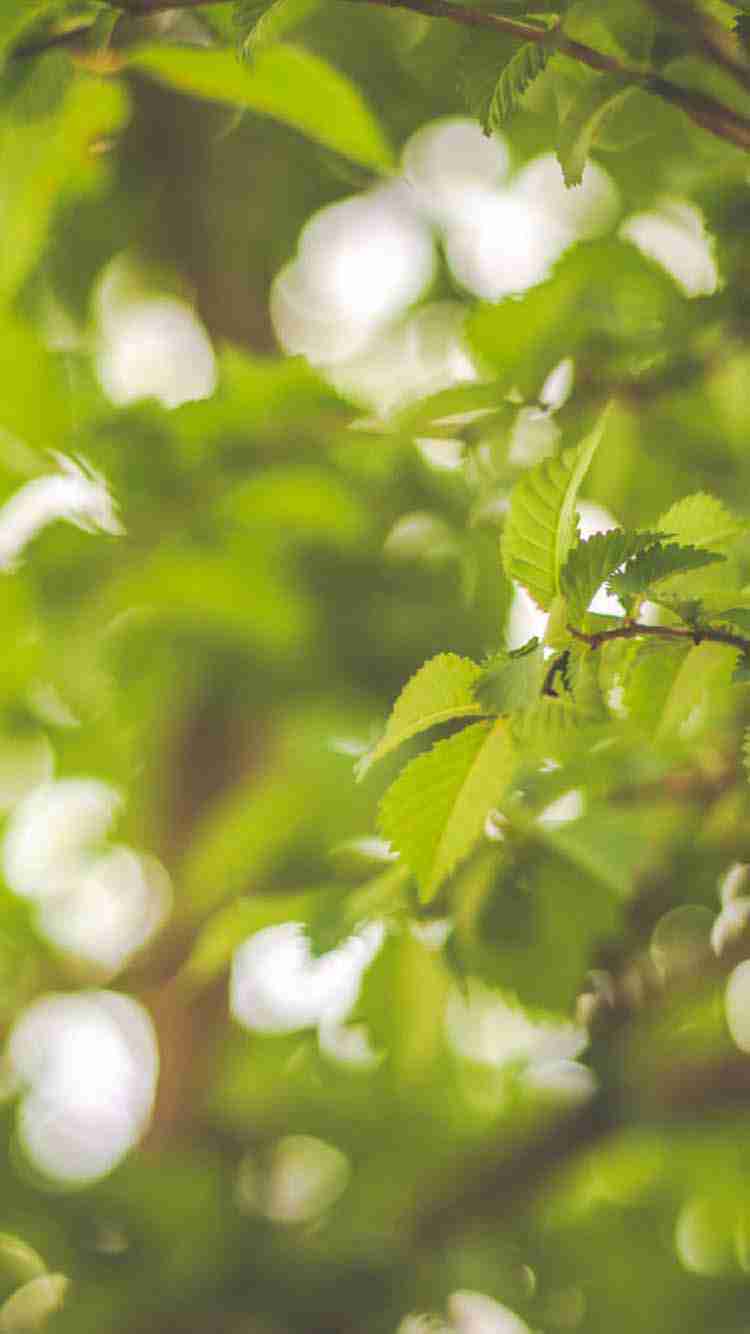 简约绿色植物护眼图片