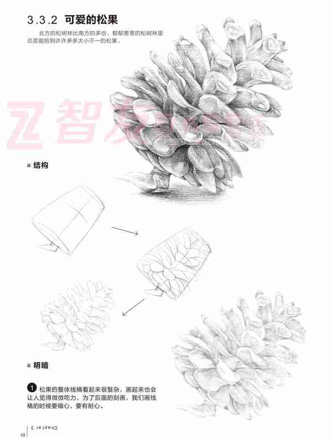 简单植物素描静物图片