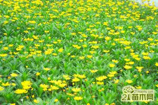 地被植物是指那些株丛密集