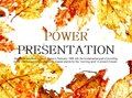 金黄色秋天树叶标本简约植物ppt模板静