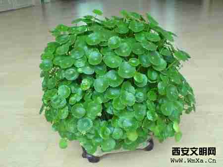 室内观叶植物的种植也还是很简单的