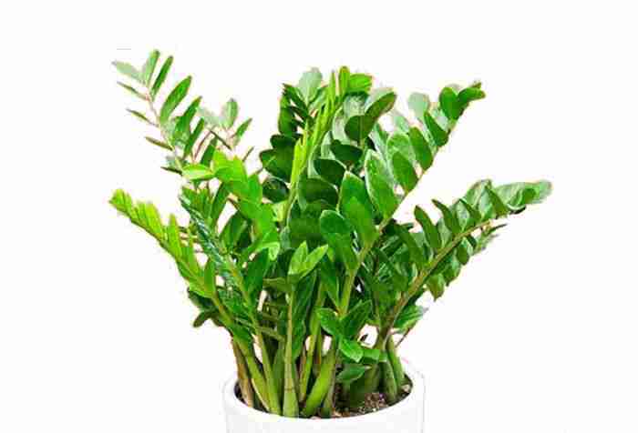 植物招财风水是最简单也最容易做的