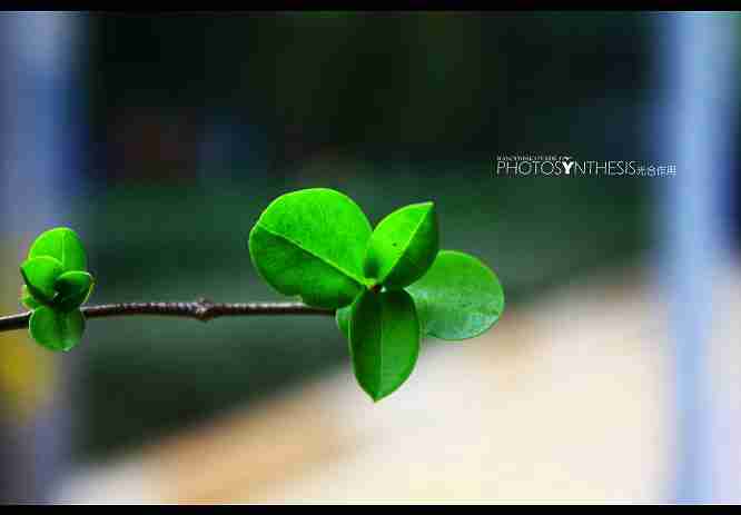 图片~~~~~~简约构图~~~~~~~~