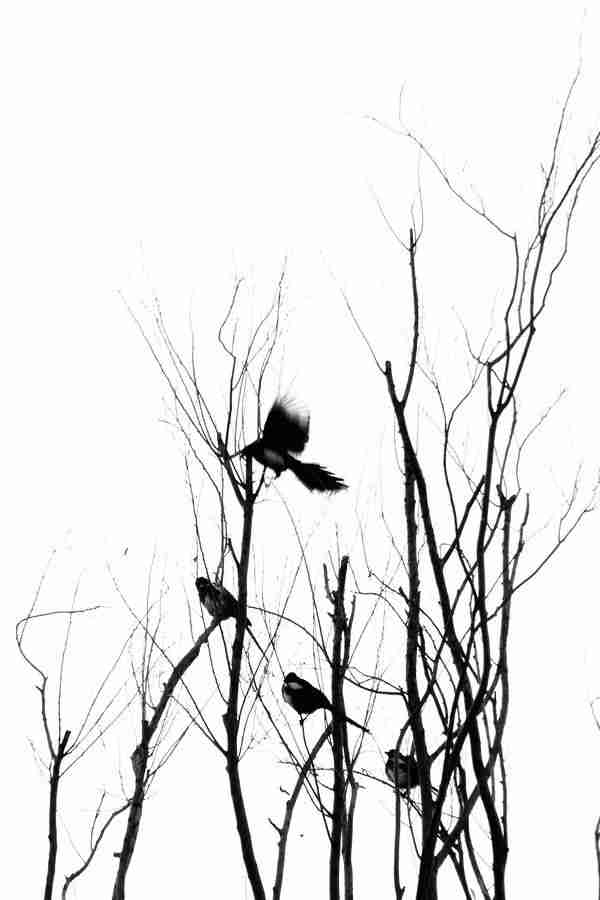 简约郁金香鲜花叶子植物标下载原图转载央美城院