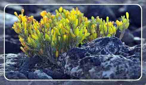 藻类植物构造简单|无根