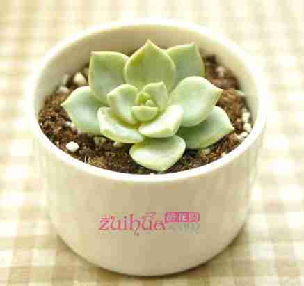 史上最简单的多肉植物种植教程
