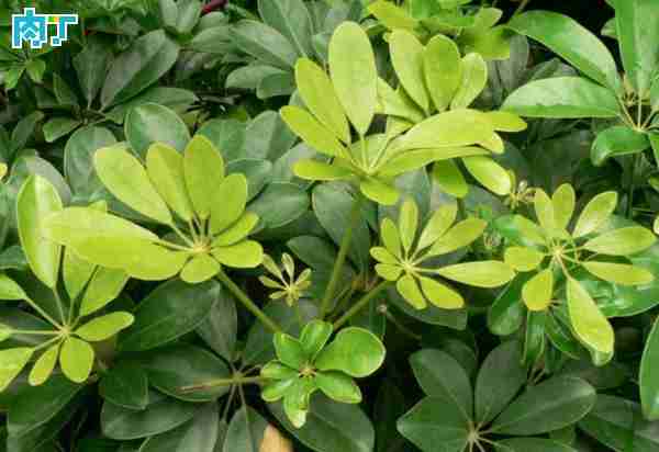 植物简单的分辨方法