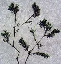 低等植物植物体构造简单细胞