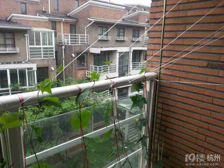 露台植物爬藤牵引架的简单搭法