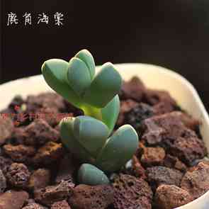 试用报告多肉植物