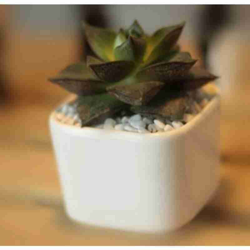 活日用正方形简约花盆