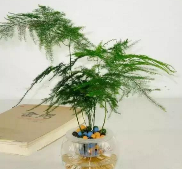 种最适合室内种植的水养植物