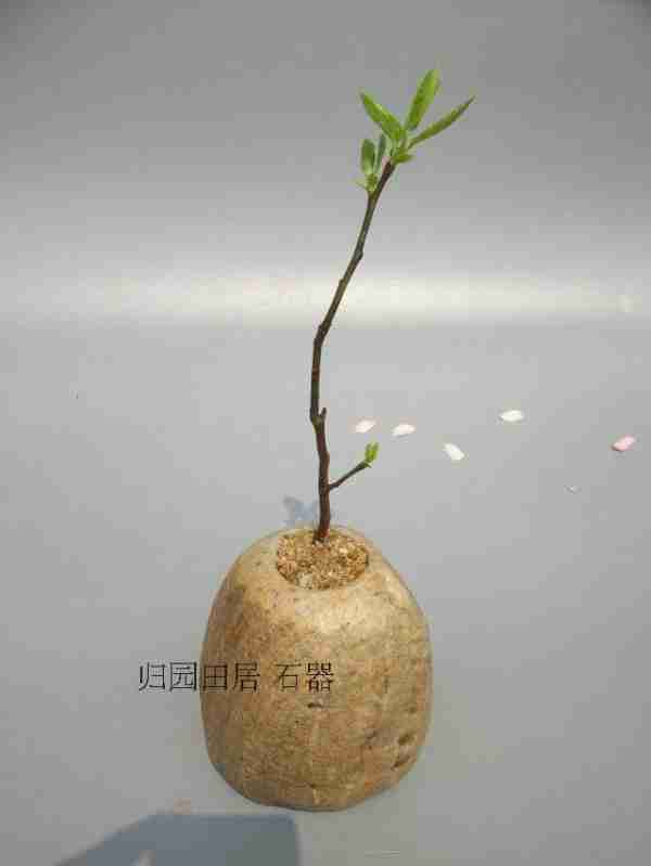 热销创意个性简约禅意石头花盆微型植物盆栽花盆