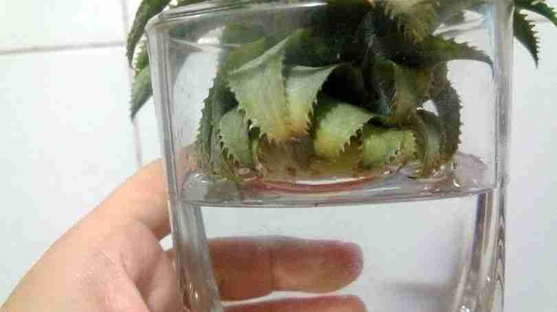 第六步水培植物前天需要