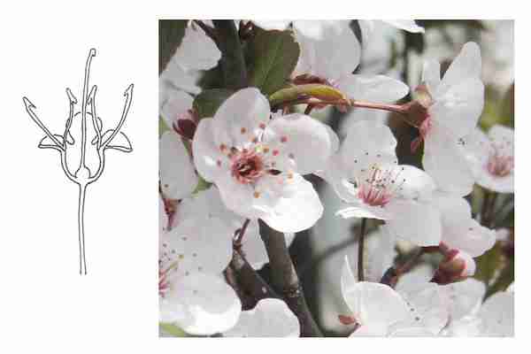 植物辨识入门蔷薇科~~李亚科的简单辨识