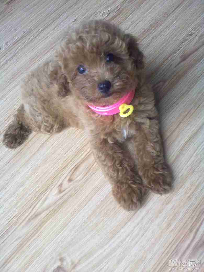 尚庭方简约小清新高低铺送货安装