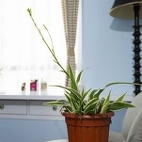 绿地华尔道名邸简约美式书房室内植物图