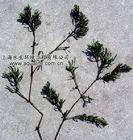 低等植物lowerplant