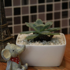 简约白色创意迷你多肉陶瓷不规则方形zakka盆栽植物