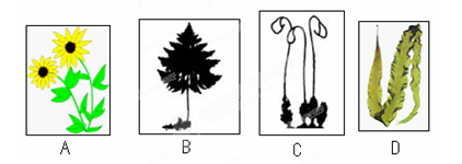 下列植物中|结构最简单