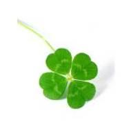 微信头像四叶草=幸运