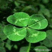 皇冠特卖场幸运四叶草种子