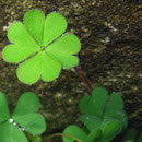 微信头像四叶草的幸福被谁追逐