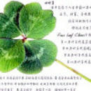 沫沫送上四叶草