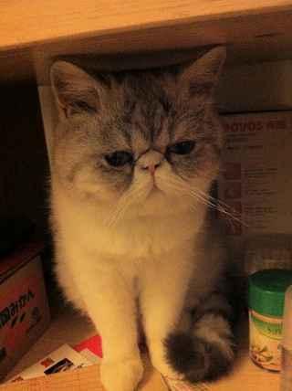 月日杭州边牧交友群