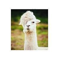 微信头像帅气草泥马文艺控~