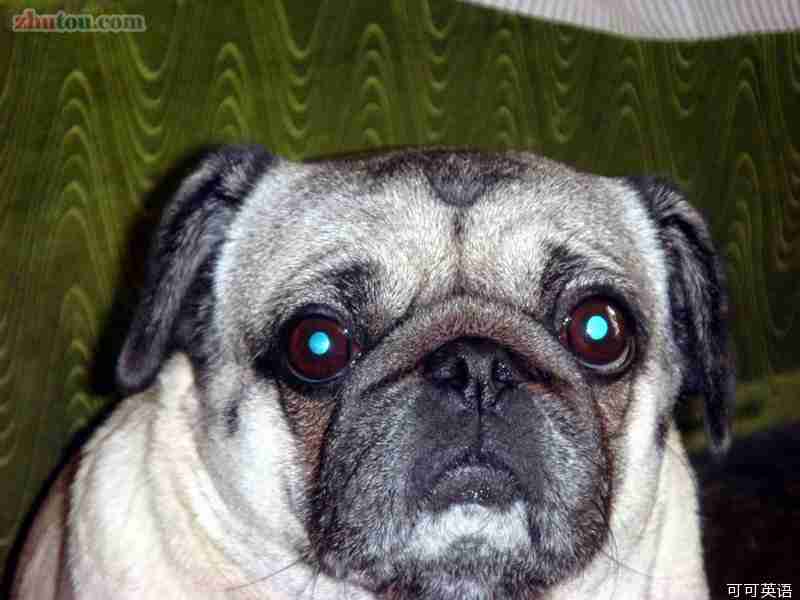 都不理我搞笑图片带字