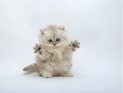 可爱搞笑的小猫图片