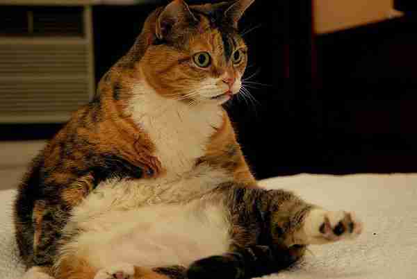 搞笑图片可爱肥猫张