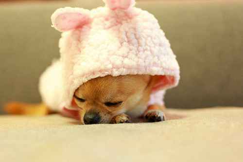 狗狗可爱卖萌搞笑图片