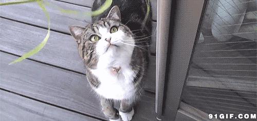 超萌可爱猫咪搞笑图片