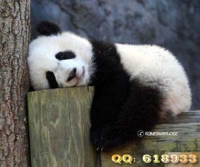可爱熊猫搞笑图集_图片频道