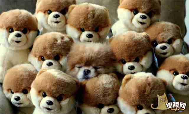 那些可爱搞笑的动物图片