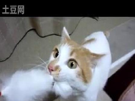 搞笑小猫|搞笑!超可爱小猫自己洗头