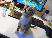 可爱动物表情好笑又可爱的动物表情